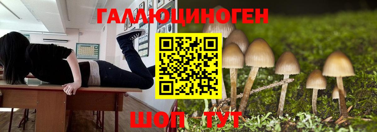 Галлюциногенные грибы Psilocybine cubensis Муравленко